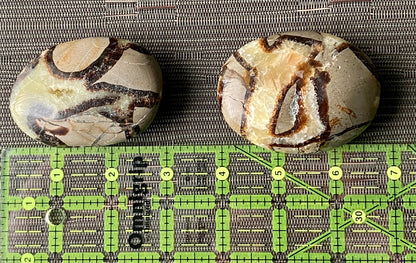 Septarian Palm Stone